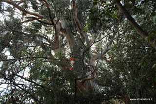 Eucalipto di parco Cosentini